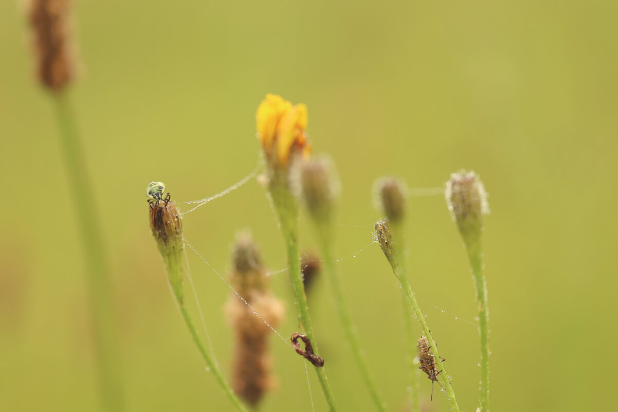 *** - Елена Kазак (selena1965) *** - Елена Kазак (selena1965)
