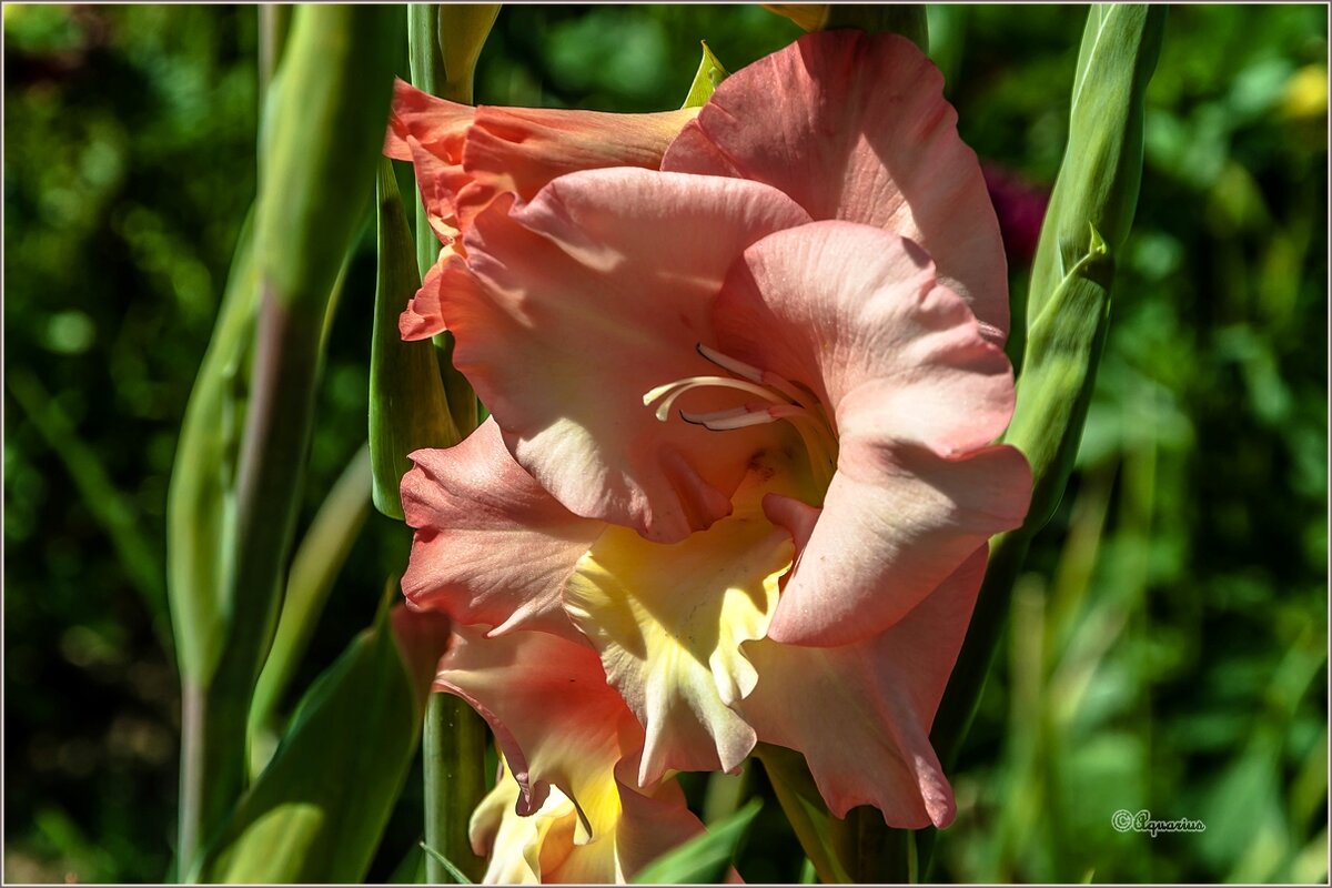 Июль - Aquarius - Сергей