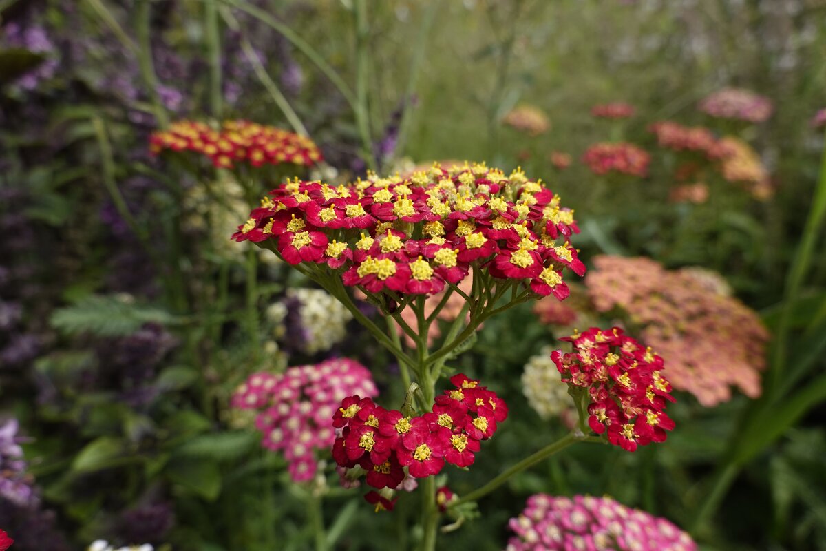 Разноцветный тысячелистник - Галина 