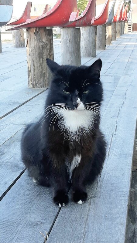 Про кошку, которая... - Наталья Герасимова Про кошку, которая... - Наталья Герасимова