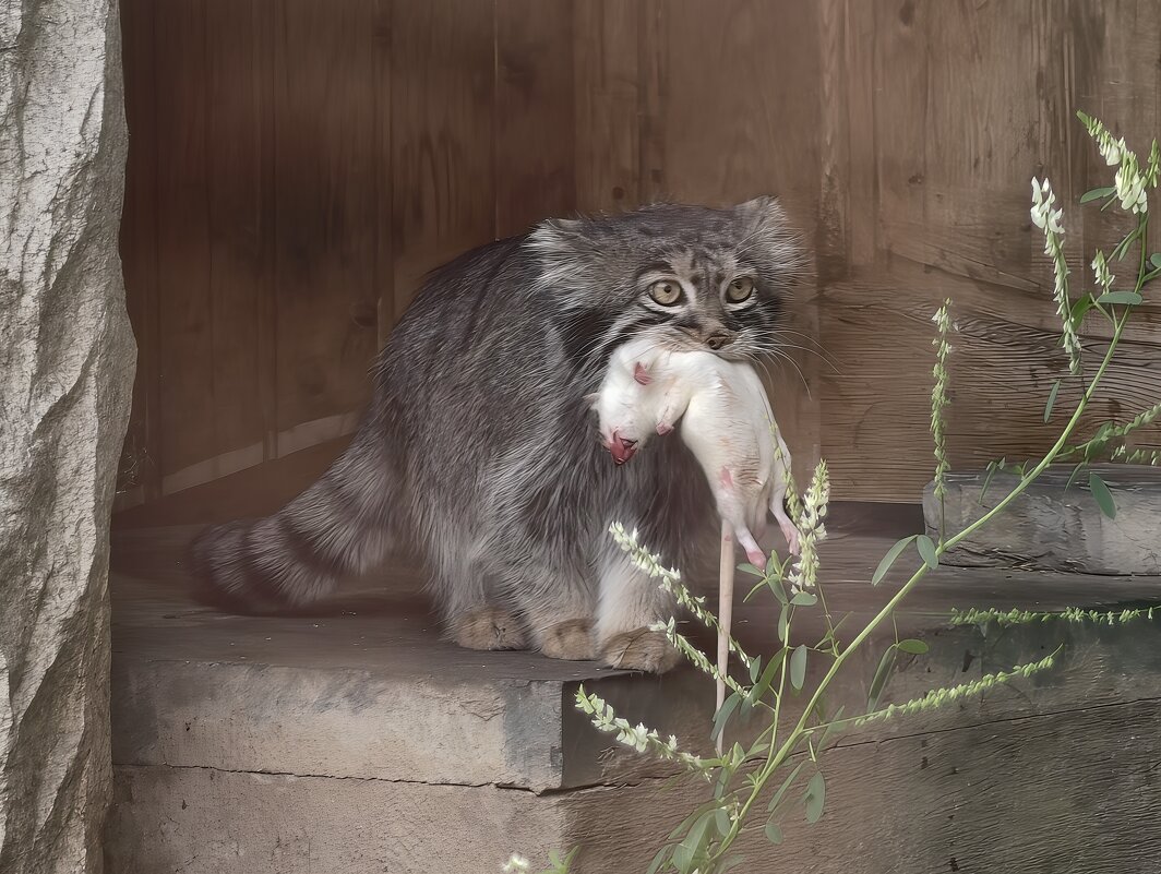 Манул Тимоша с добычей - <<< Наташа >>>