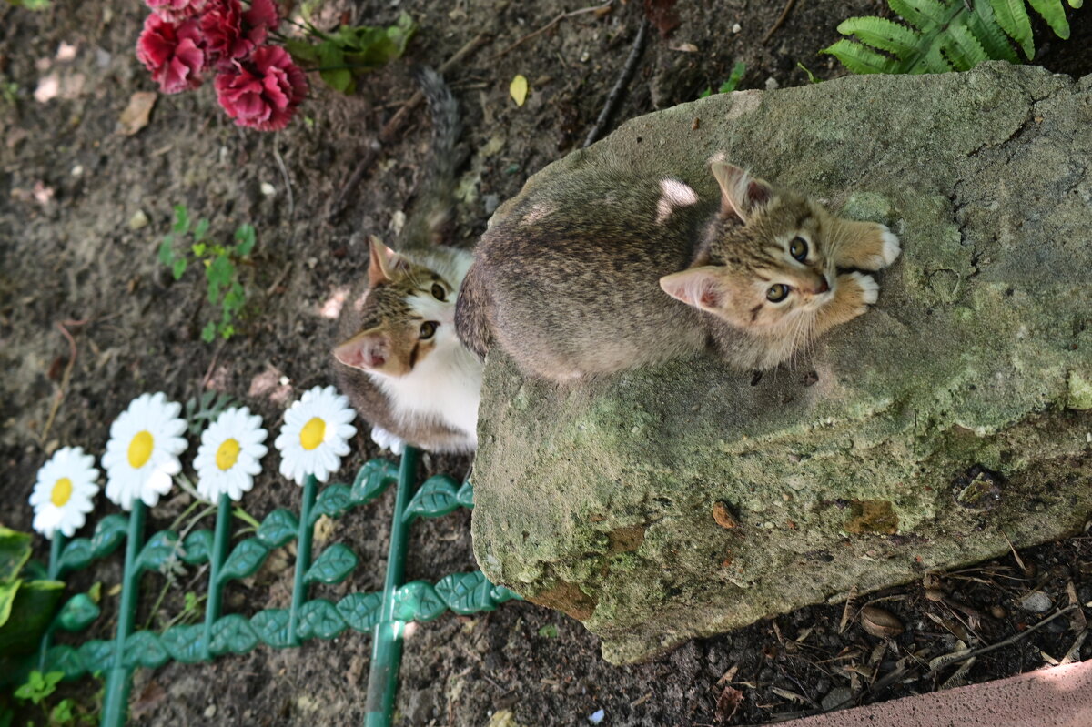 котэ - Константин Сафронов