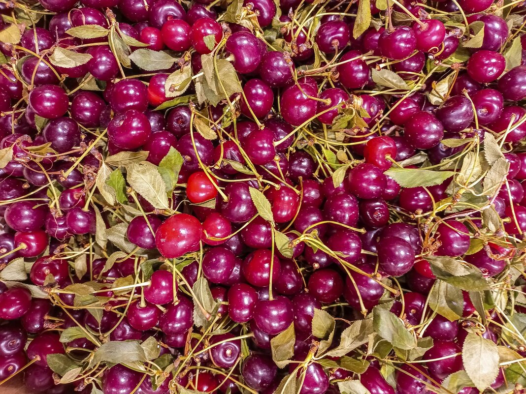 Урожай - Валерий Иванович