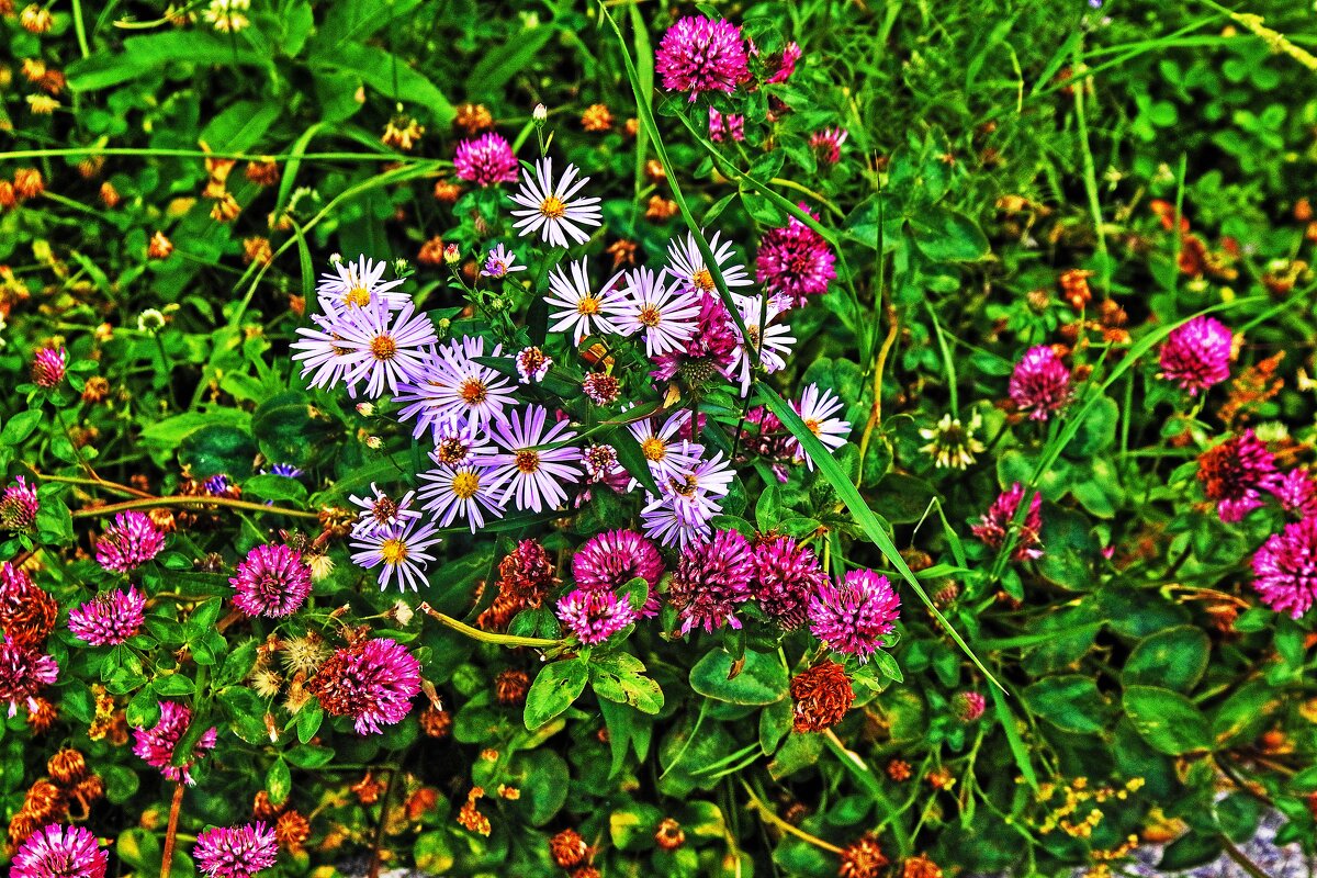 Июль...Соперничают в красоте с красным клевером! - Владимир 