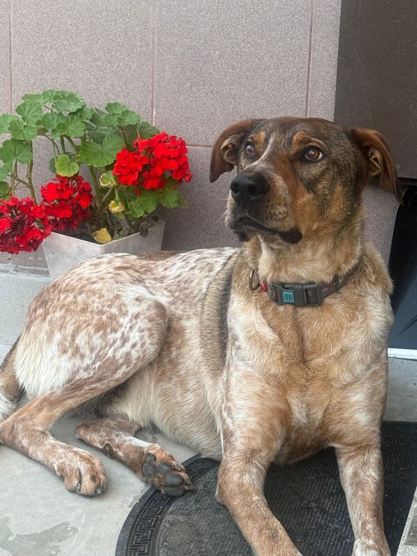 БАДИ - Tata Wolf