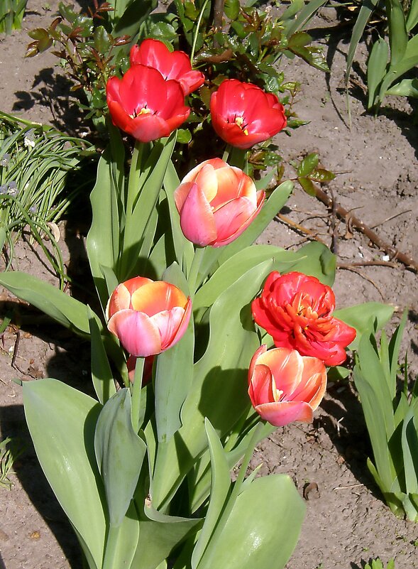 Тюльпаны - Роман Савоцкий