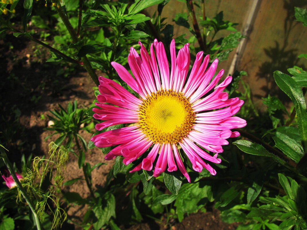 Астра зацвела - Людмила Смородинская Астра зацвела - Людмила Смородинская