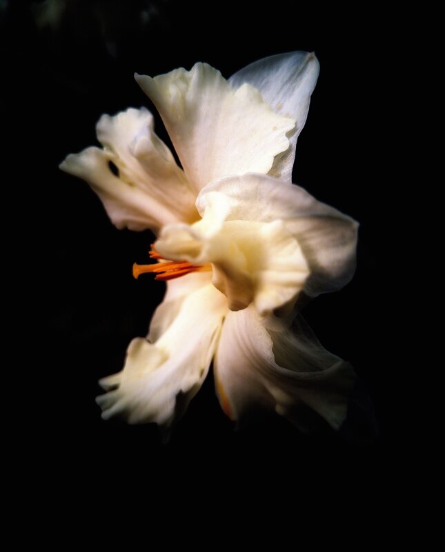 Лилия. - Любимова Ольга 