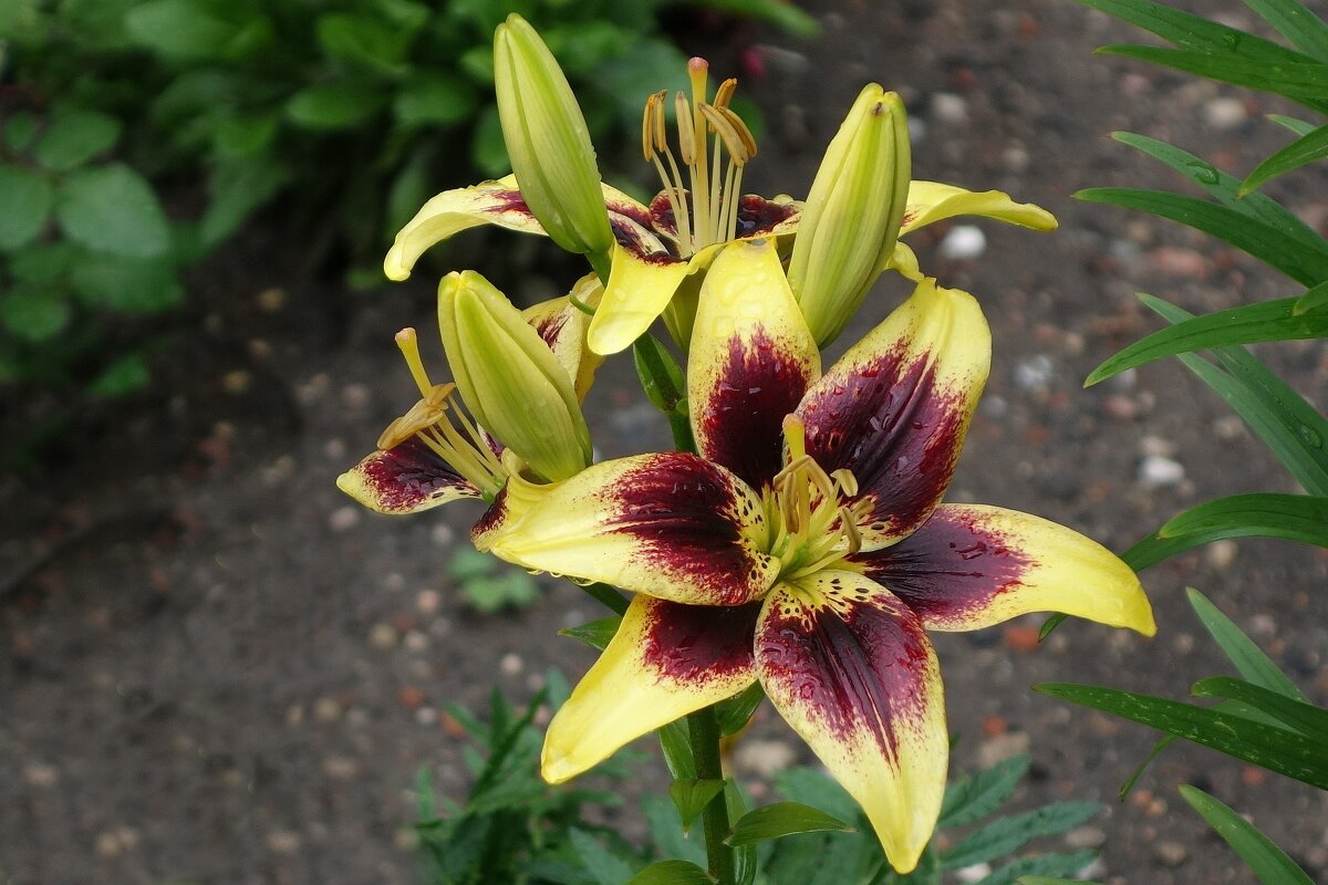 Лилия - Рита Симонова