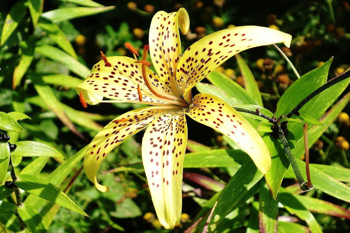 Лилия - Рита Симонова