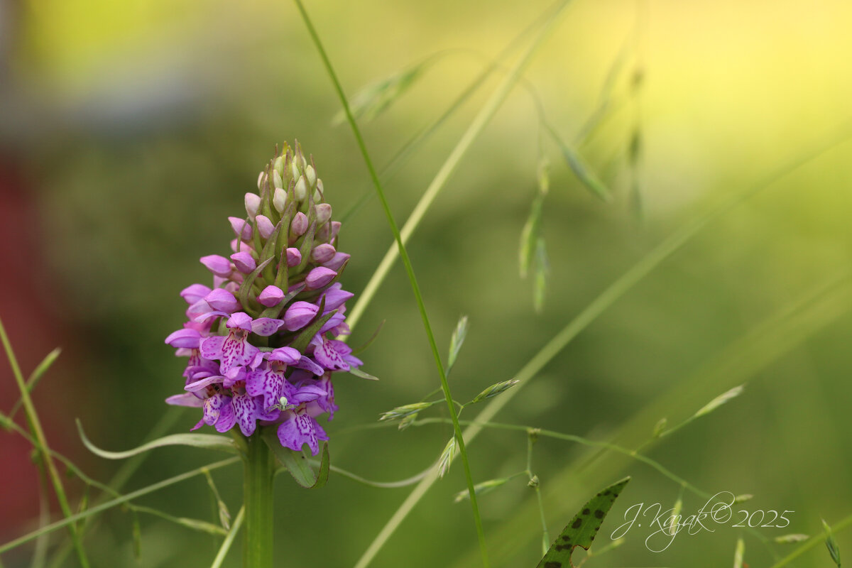 лесная орхидея - Елена Kазак (selena1965)
