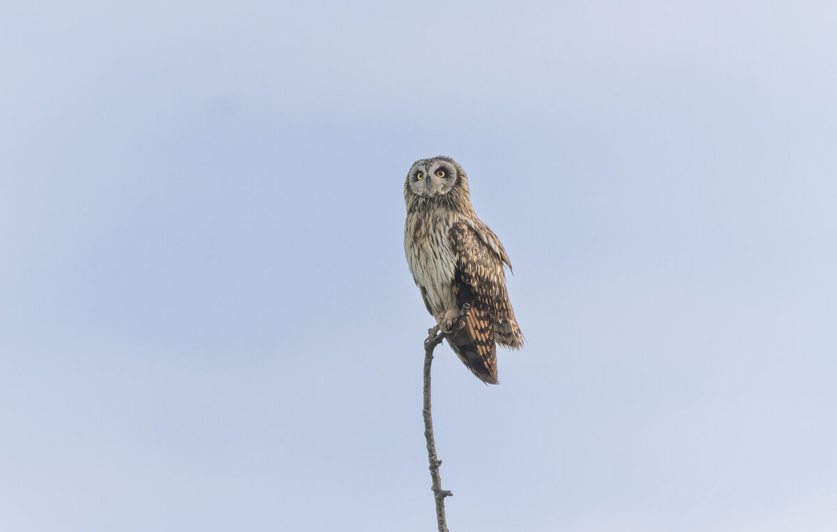 сова болотная. - юрий макаров