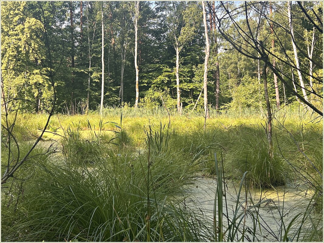 Лесное болото. - Валерия Комова