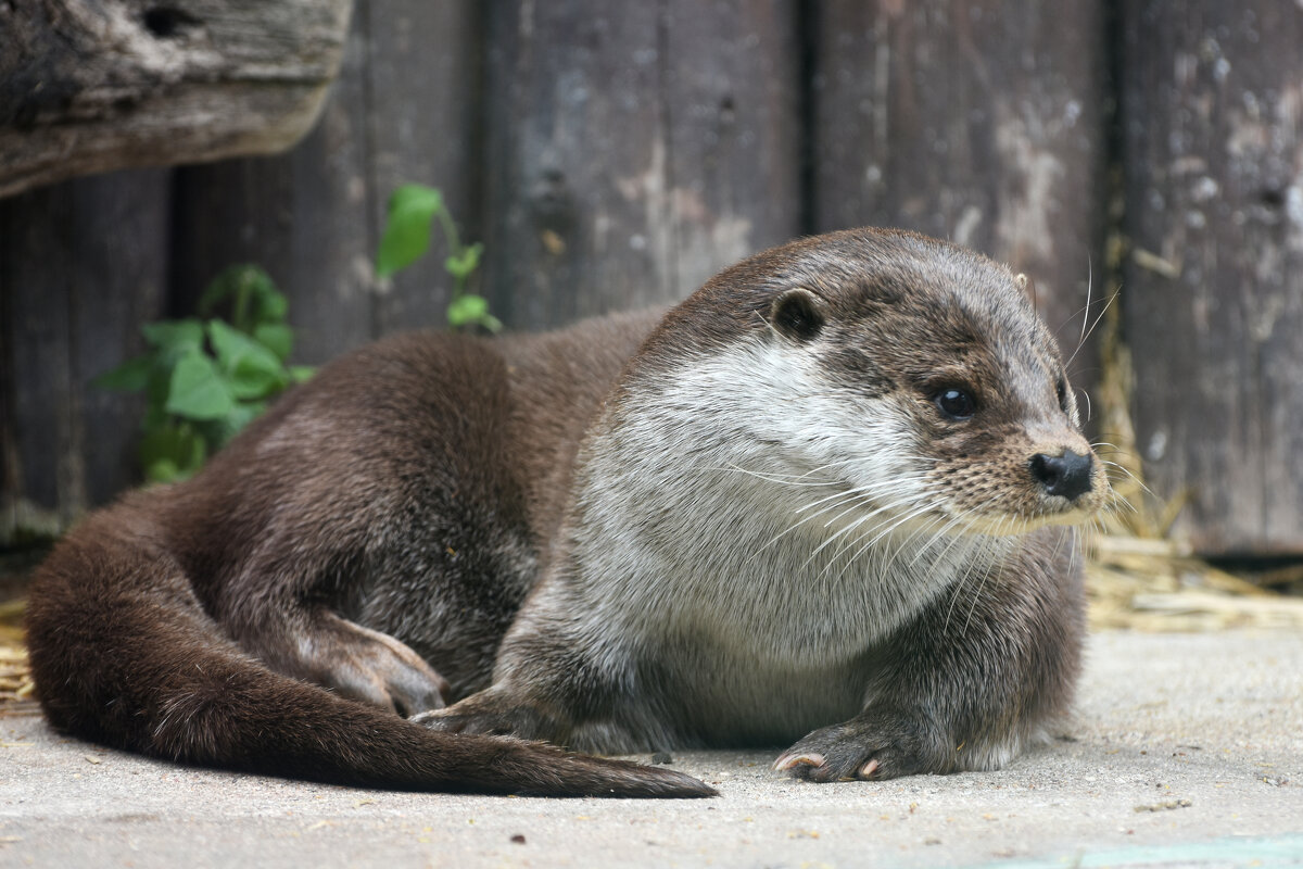 Московский Зоопарк. Выдра. - Наташа *****