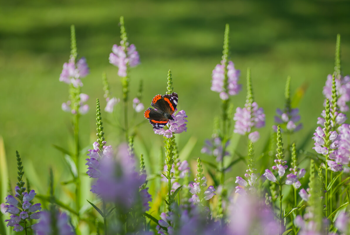 Летние зарисовки. - Sergey (Apg)
