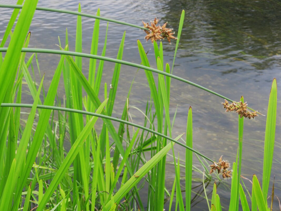 Усманка - Елена Шаламова