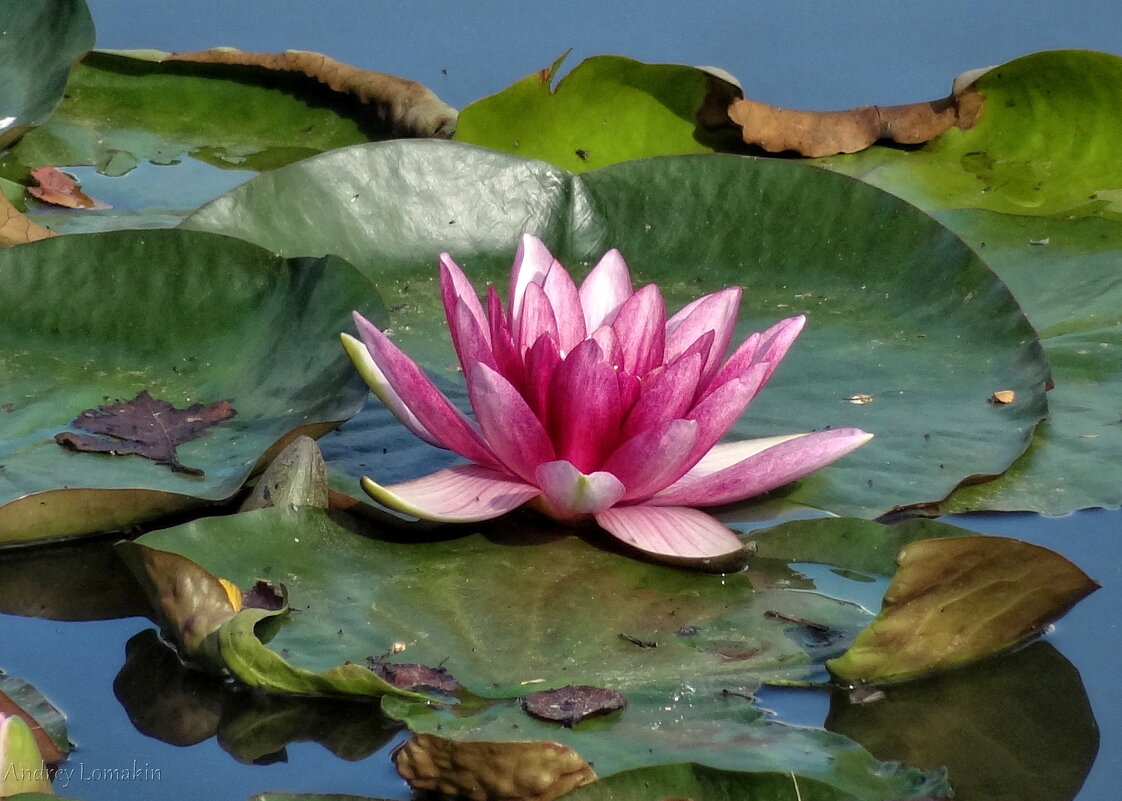 Водяная лилия - Andrey Lomakin