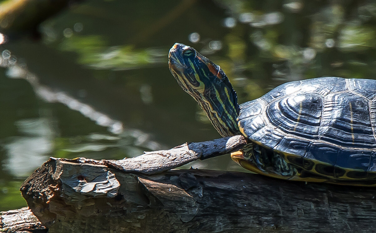 "Тортилла". - Владимир Безбородов