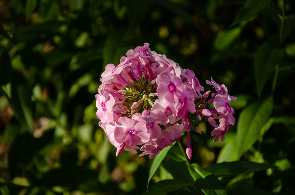 Флокс. - Сергей Михайлов