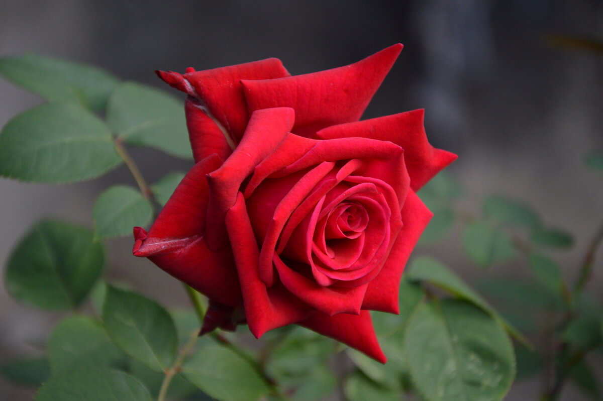 *** - Надежда Куркина 