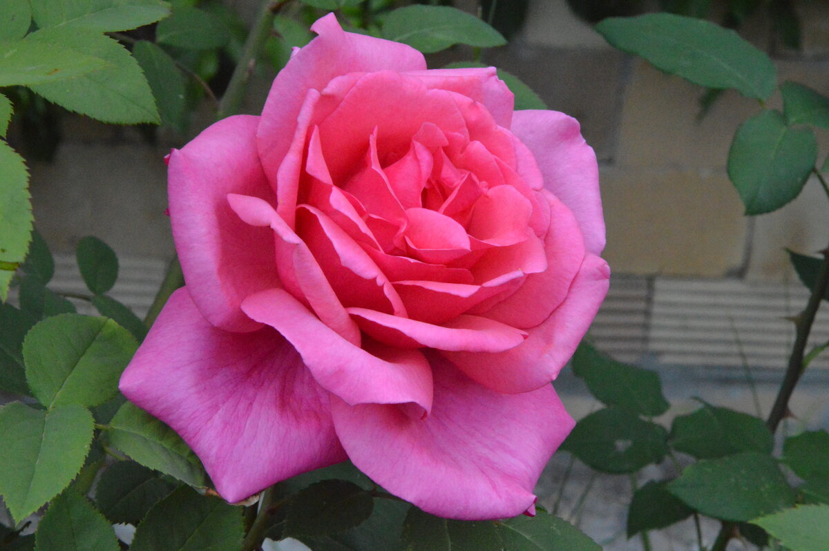 *** - Надежда Куркина 