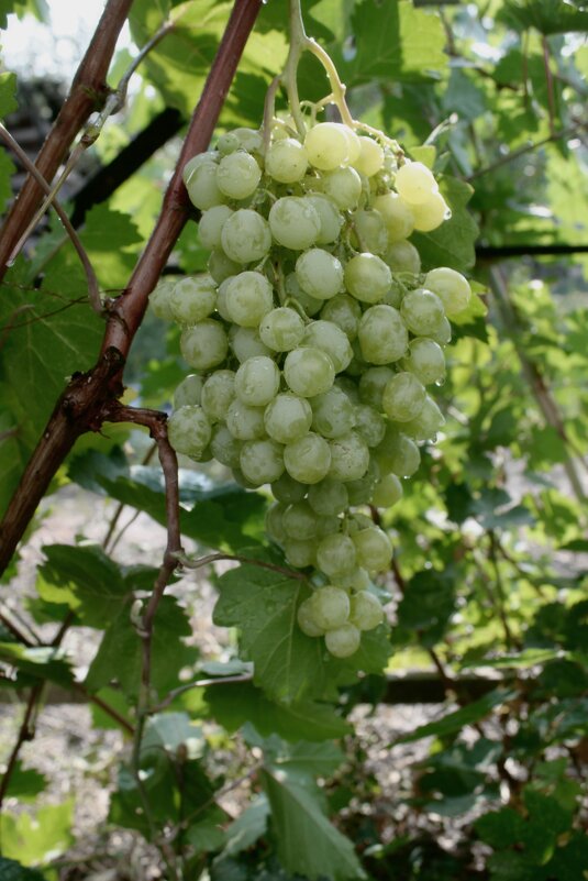 ...Будем   пить вино - Николай 