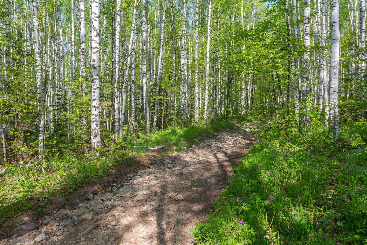 Березовая роща. - Алексей Трухин Березовая роща. - Алексей Трухин