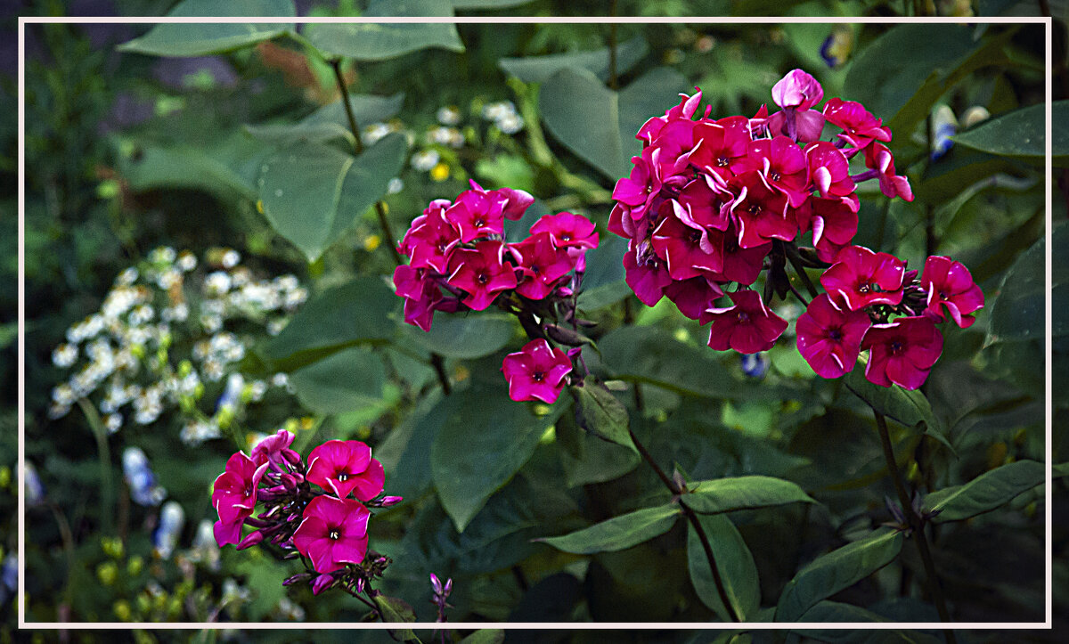 Фотозарисовка - Владимир Кроливец