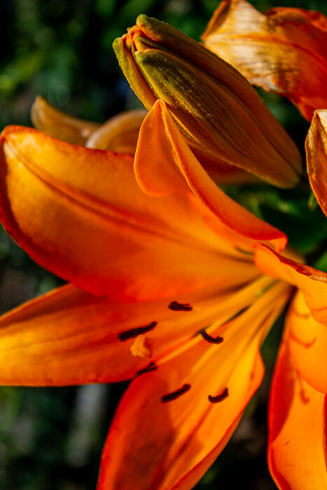 Тычинки, пестик - Светлана SvetNika17