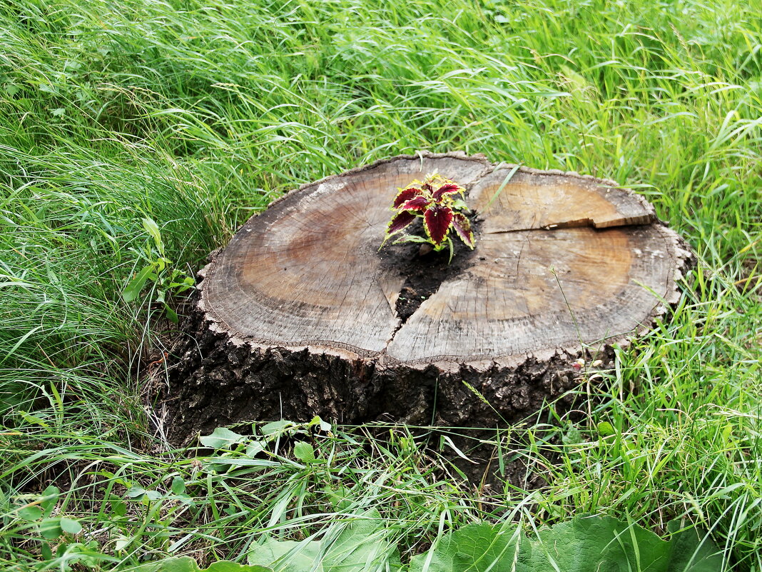 Всюду жизнь - victor Lion