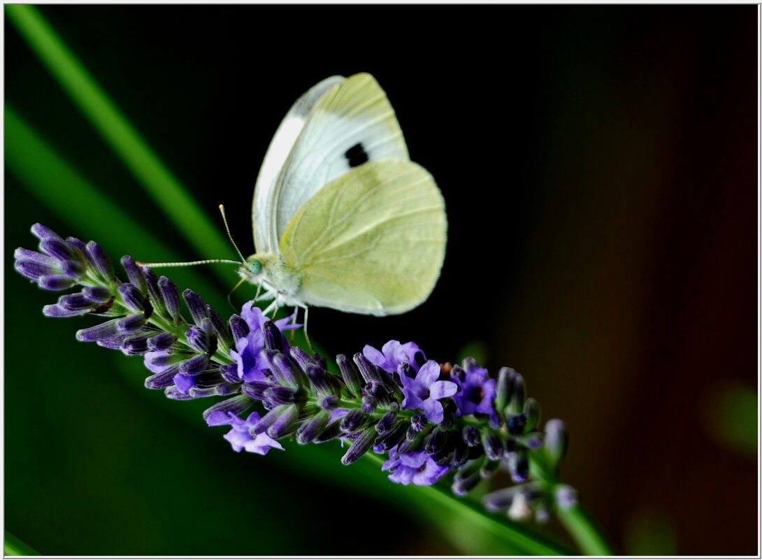 БАБОЧКА... - Elvira E. 