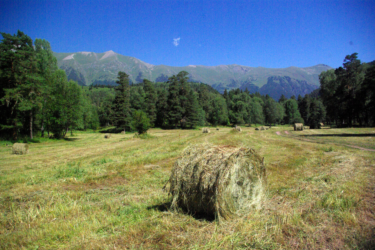 Сенококос ... - Андрей Любимов Сенококос ... - Андрей Любимов