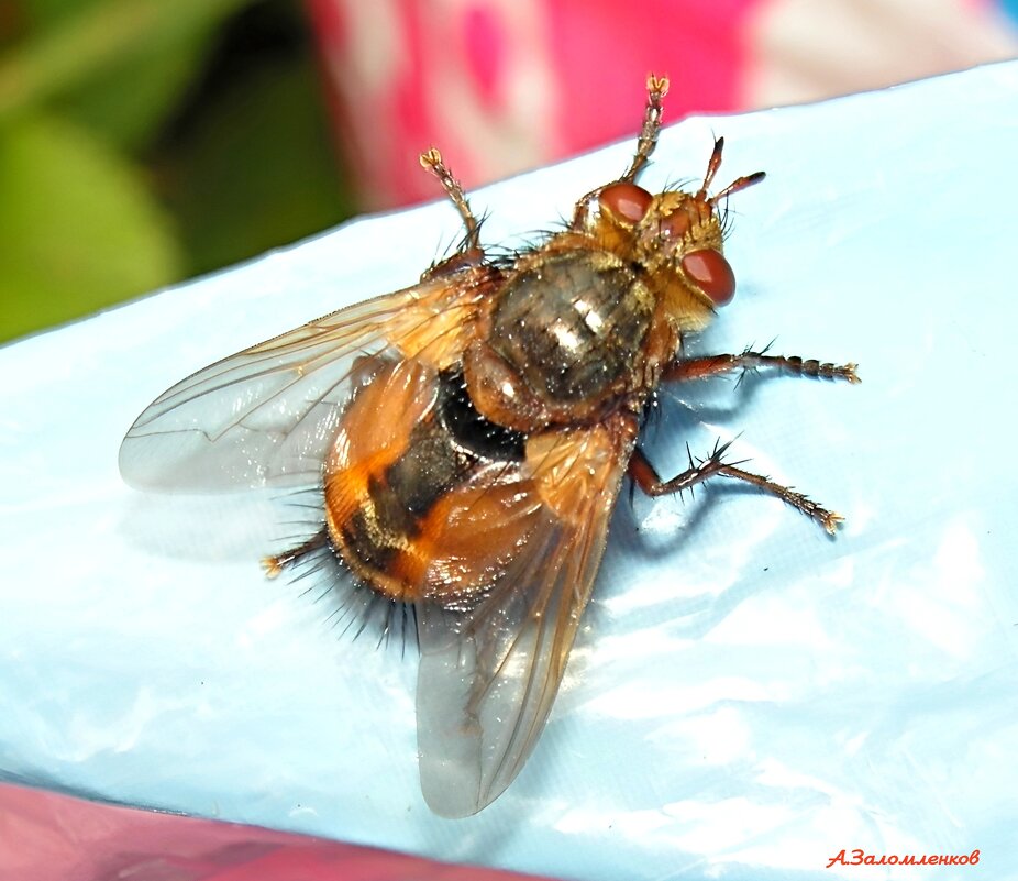 Из жизни ежемуха.... - Андрей Заломленков