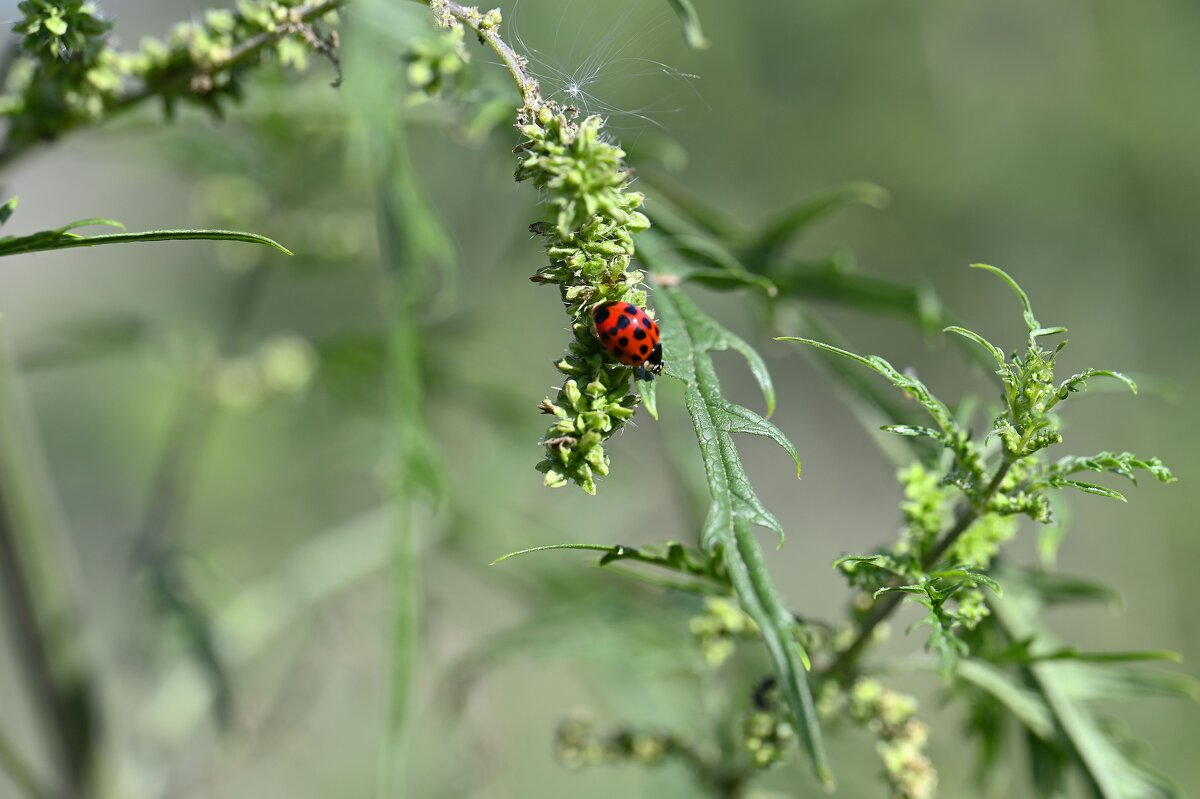 Божья коровка - Ольга 