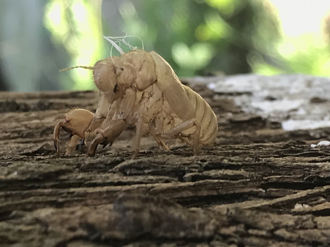 Старая одежка - Pippa 