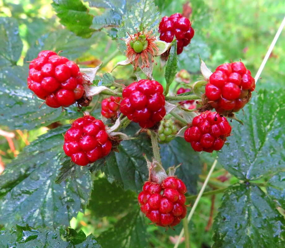 Поспевающая ежевика - Андрей Снегерёв Поспевающая ежевика - Андрей Снегерёв