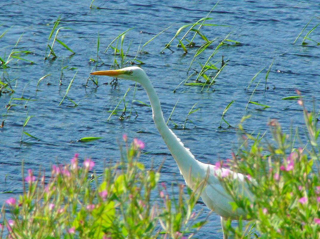 большая белая цапля - gawrilа - dan