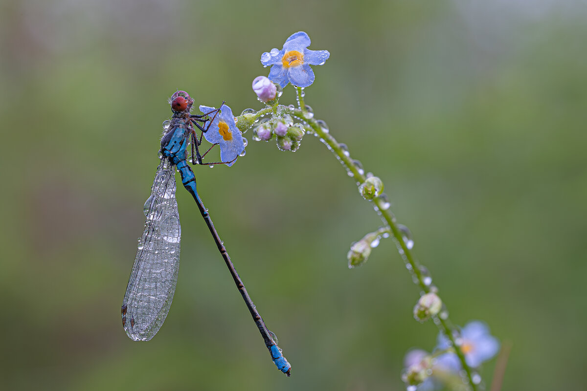 Утро и мокрая стрекозка. - Роман Зайцев Утро и мокрая стрекозка. - Роман Зайцев