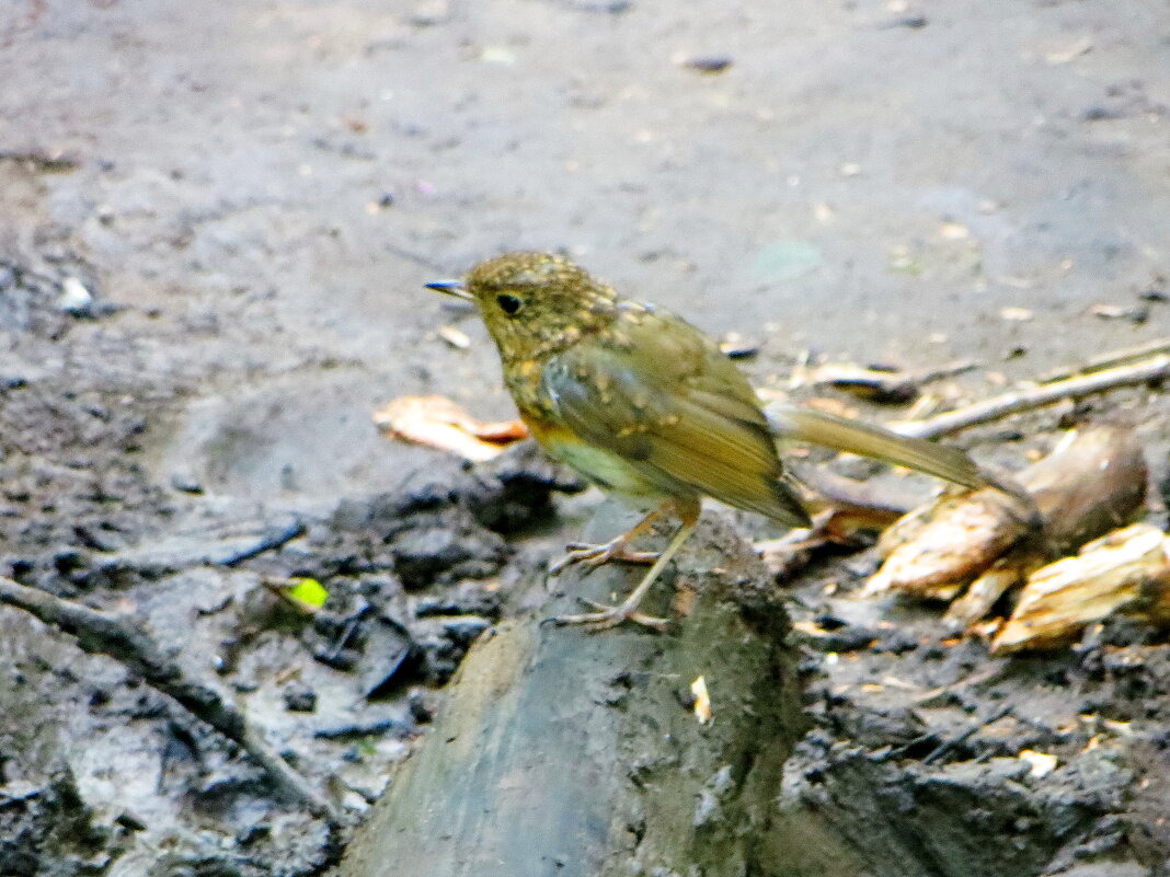 Молодая зарянка. - Александр Чеботарь