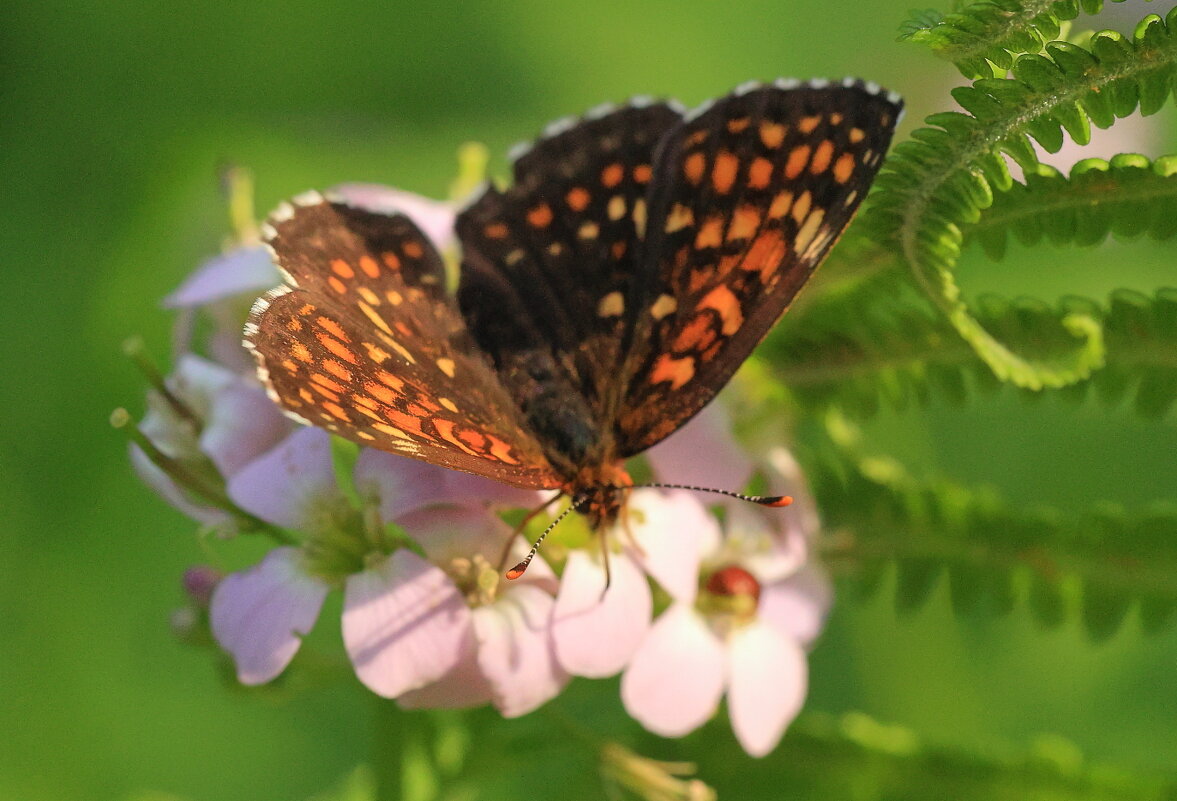 *** - Владилен Панченко