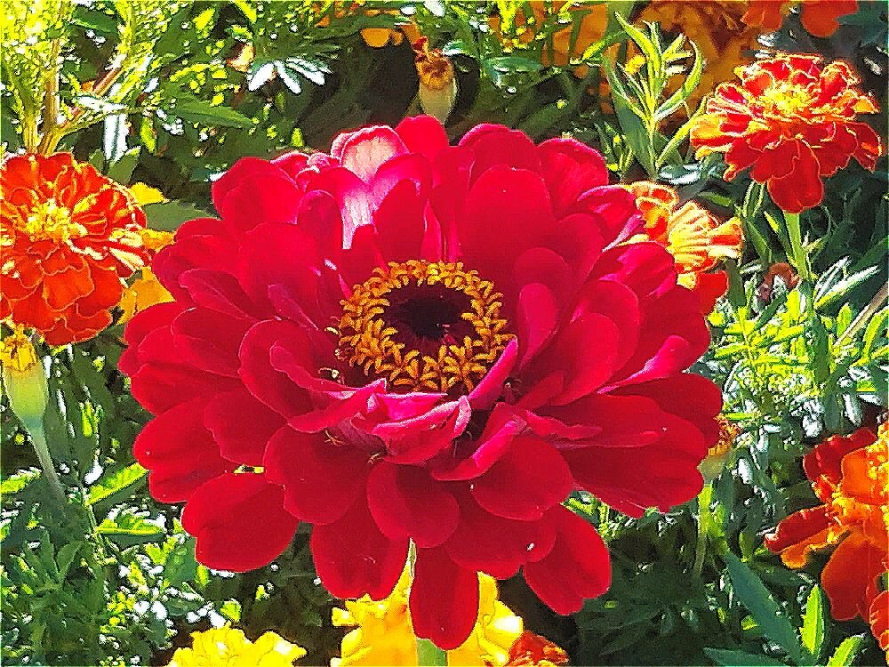 Красочное  лето! - Нина Андронова