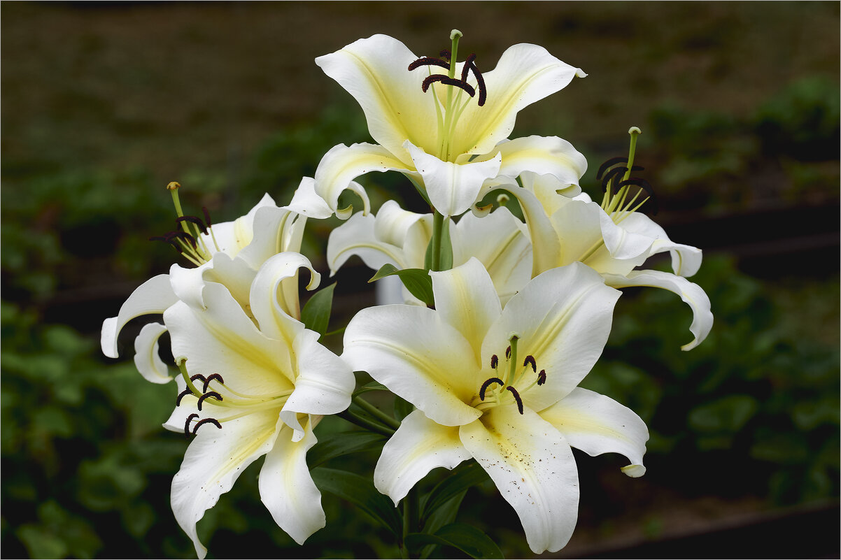 Лилии - Борис Устюжанин