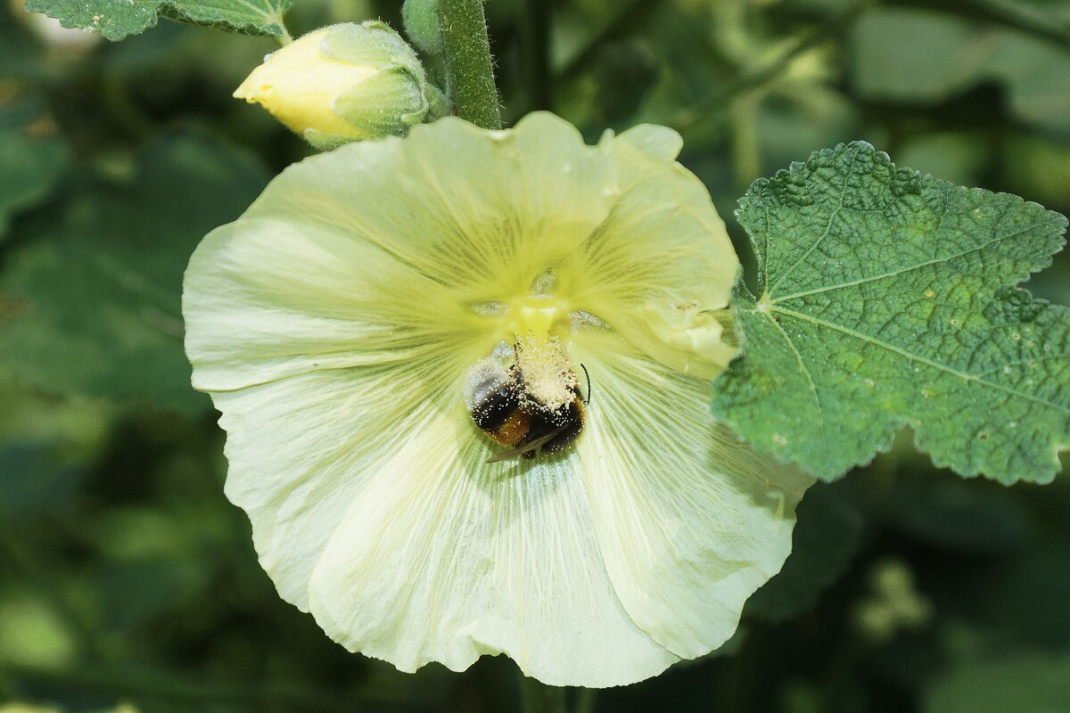 Мохнатый шмель — на душистый хмель - Леонид leo