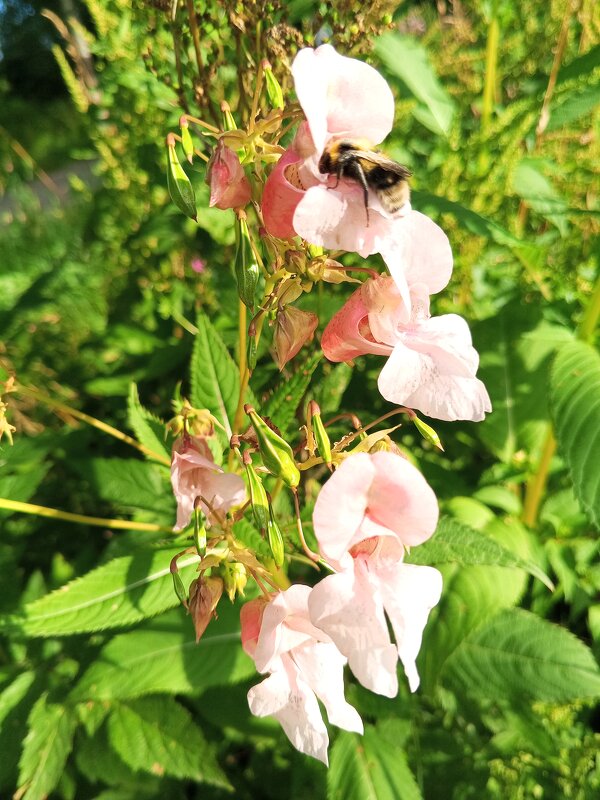 Недотрога - Сапсан 