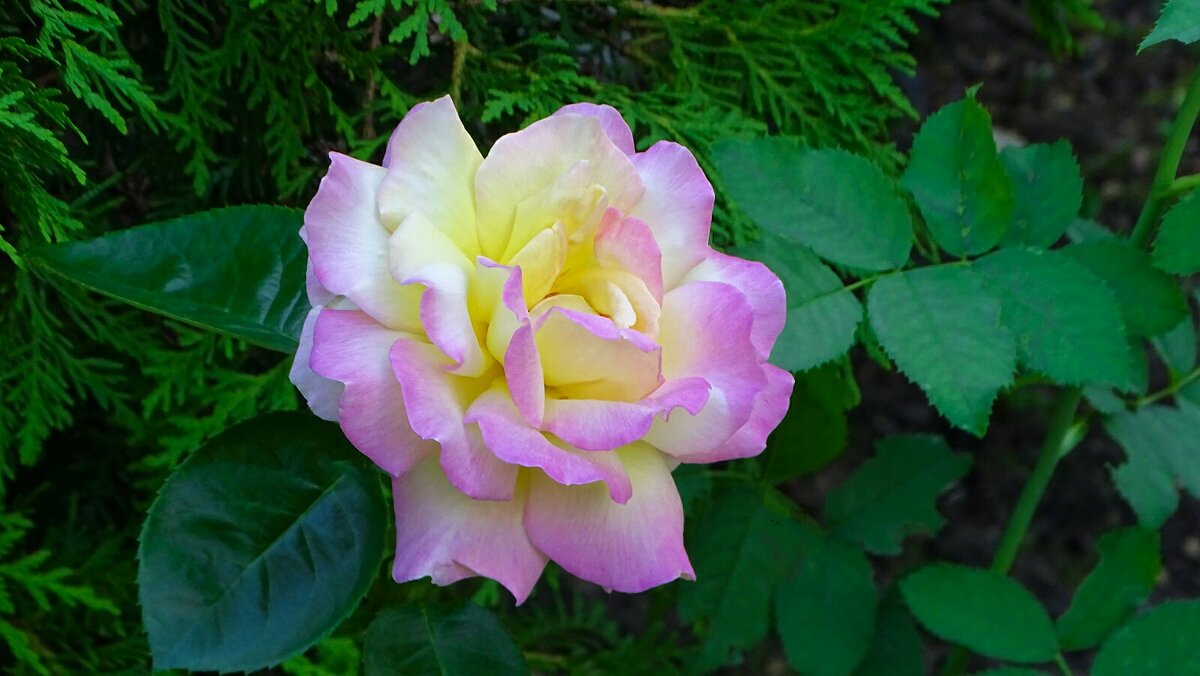 О красоте цветов. - Милешкин Владимир Алексеевич 