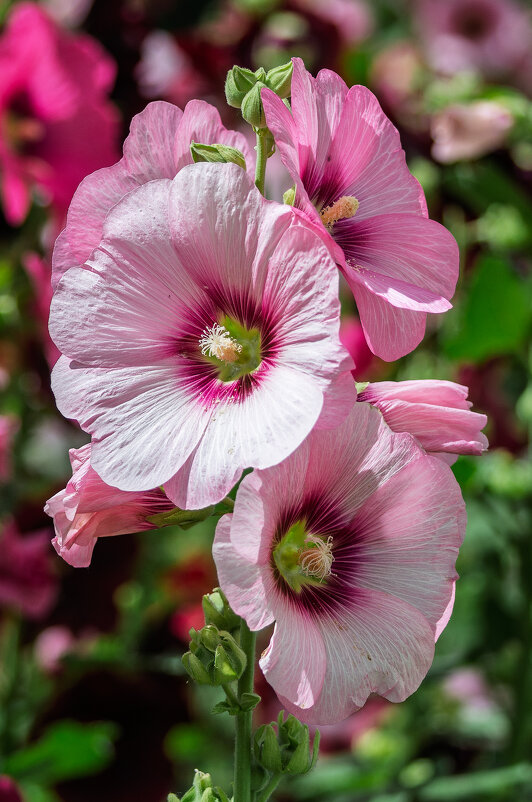 *** - Виктор Иванович Чернюк *** - Виктор Иванович Чернюк