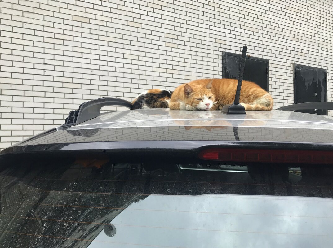 домашние / бездомные - zavitok * домашние / бездомные - zavitok *