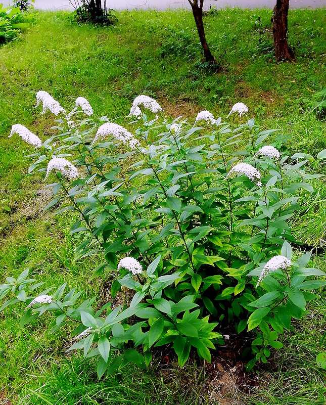 Вербейник - Ольга Довженко