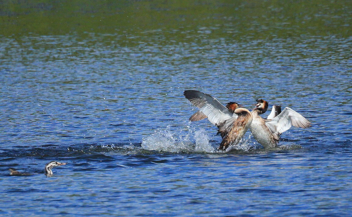 Переполох - Владилен Панченко