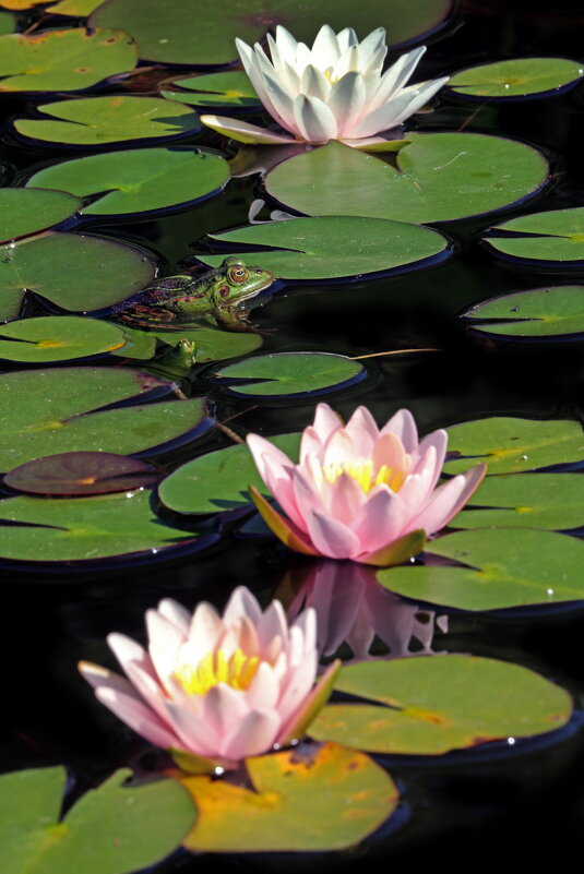 Ботсад МГУ 30 июля - Михаил Бибичков Ботсад МГУ 30 июля - Михаил Бибичков